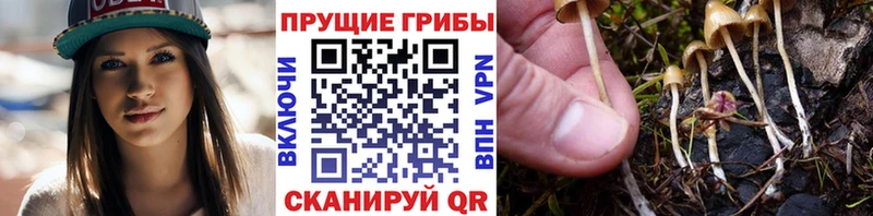 Купить закладки  Долинск  Псилоцибиновые грибы мухоморы 